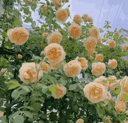 CLIMBING ROSE FLOWER SEEDS