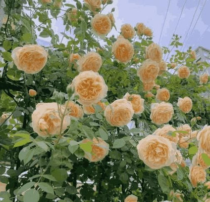 CLIMBING ROSE FLOWER SEEDS