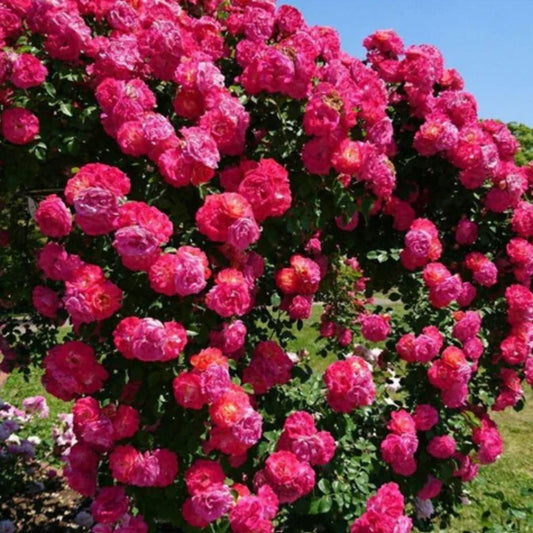 CLIMBING ROSE FLOWER SEEDS